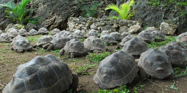 Tortoises cave reserve rodrigues (6)
